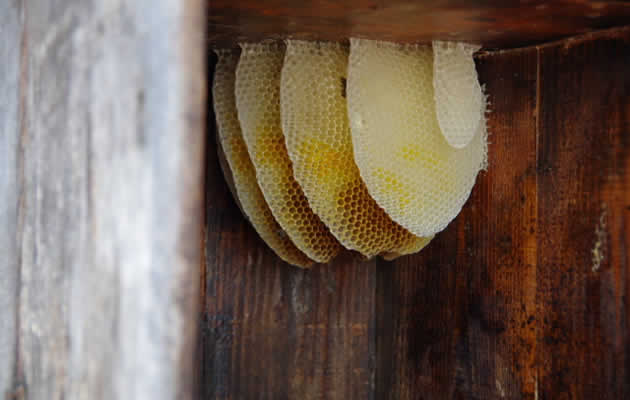 ミツバチの巣[三重県ミツバチ駆除サービス]