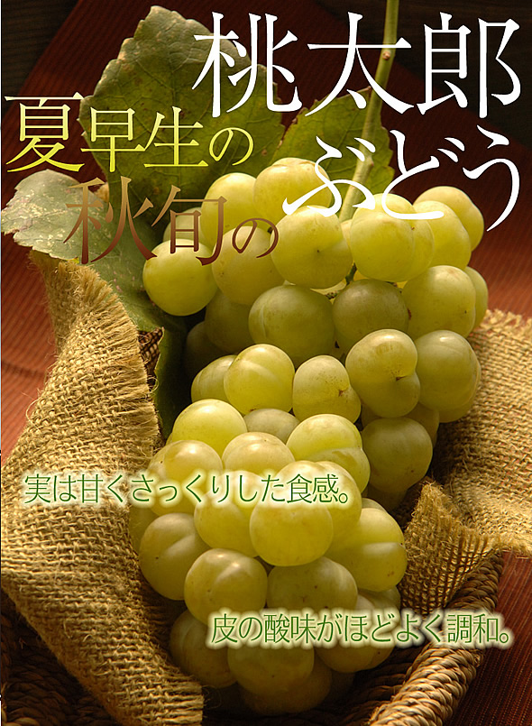 【限定3名】反則技の美味しさを持つ「奇跡のぶどう」プレゼント!